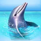 Delphin schaut aus dem Wasser