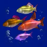 Symbol Fische bei Dolphin's Pearl deluxe Bonus Spins
