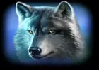 Wolf auf schwarzem Hintergrund