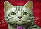 Katze auf rotem Hintergrund