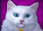 Katze auf lila Hintergrund