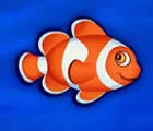 Orangeweißer Fisch