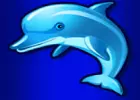 Delphin unter Wasser