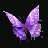Lila Schmetterling