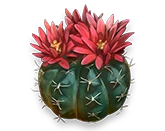 Kaktus