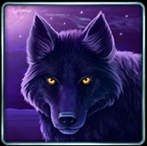 Schwarzer Wolf